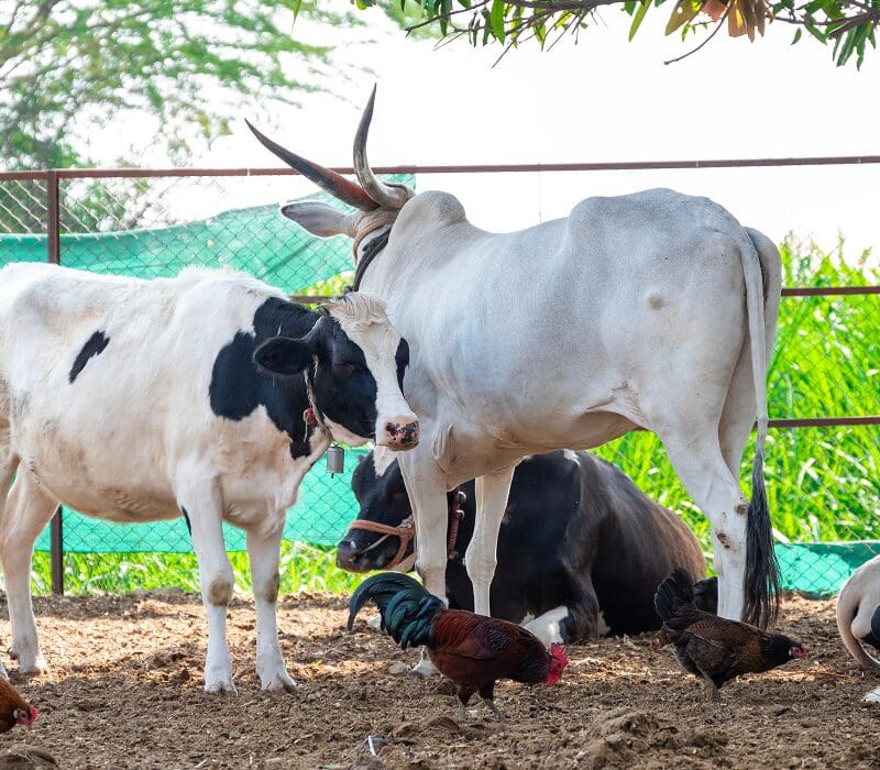 Group of cows and chickens standing next to each other in a pen surrounded by a fence, with trees