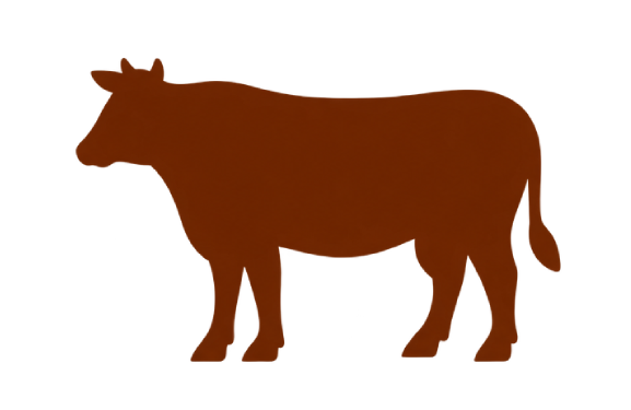 Brown cow standing on a white background, which is a representation of the cattle breed